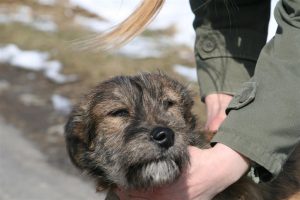 hunde radu-sibiu 504 large
