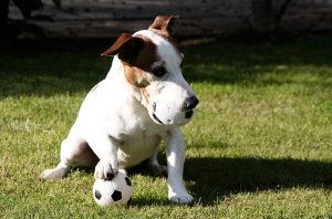 animal_soccer_03